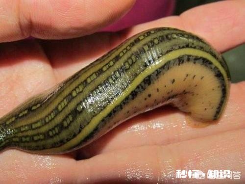 自然界中有什么吸血为生的生物