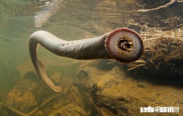 自然界中有什么吸血为生的生物