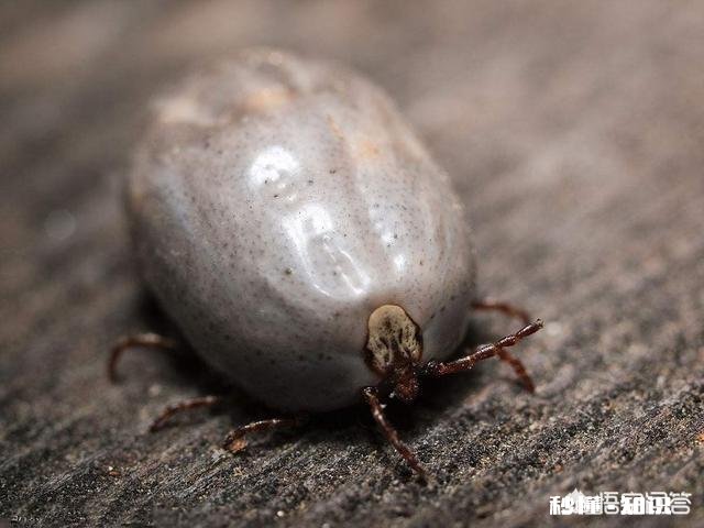 自然界中有什么吸血为生的生物