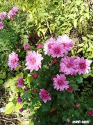 现在很多单身中老年女士，再婚的很少，她们不觉得孤单吗