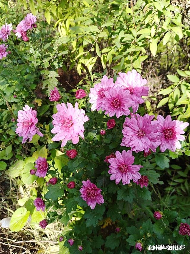 现在很多单身中老年女士，再婚的很少，她们不觉得孤单吗