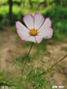 人究竟是看透了还是妥协了