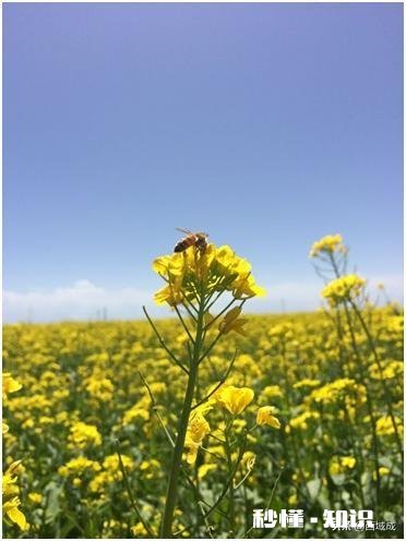 看到了蜜蜂，你会想到哪些人试着写一段话