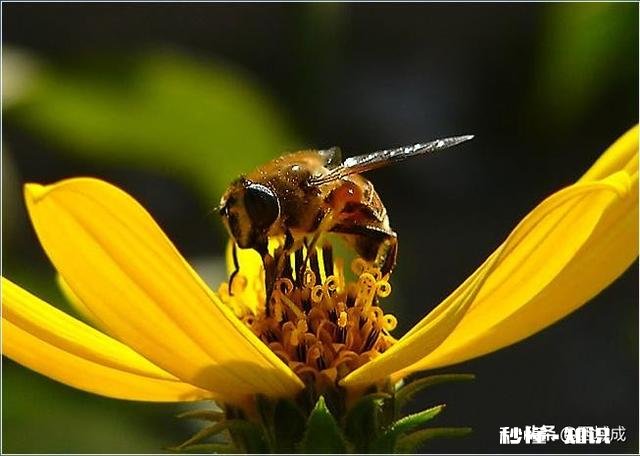看到了蜜蜂，你会想到哪些人试着写一段话