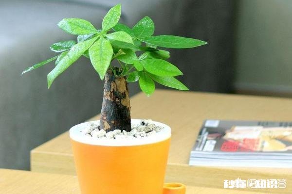 发财树有黄斑怎么治