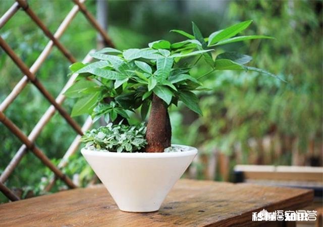 发财树有黄斑怎么治