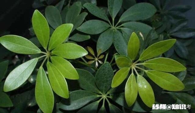 发财树有黄斑怎么治