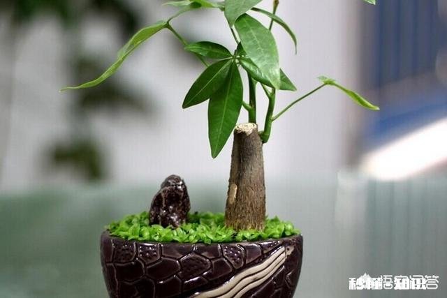 发财树有黄斑怎么治