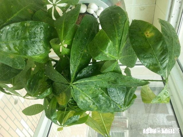 发财树有黄斑怎么治