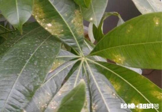 发财树有黄斑怎么治