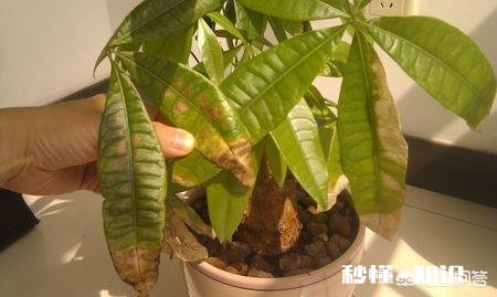 发财树有黄斑怎么治