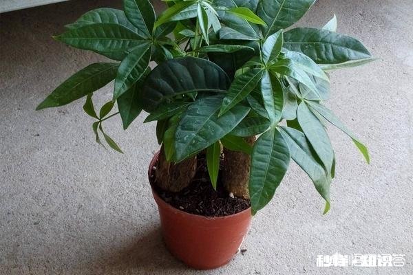 发财树有黄斑怎么治