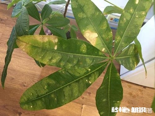 发财树有黄斑怎么治