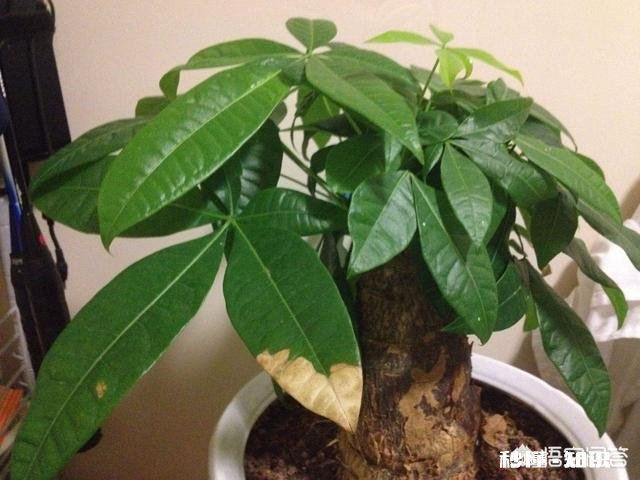 发财树有黄斑怎么治