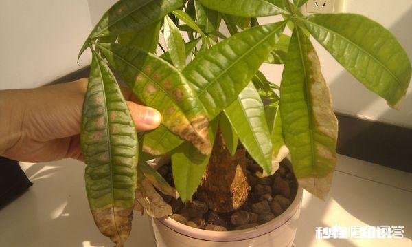 发财树有黄斑怎么治