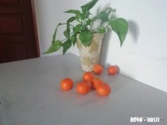 大学毕业的学生，想从事保险行业，家里反对，怎么跟他们讲通啊