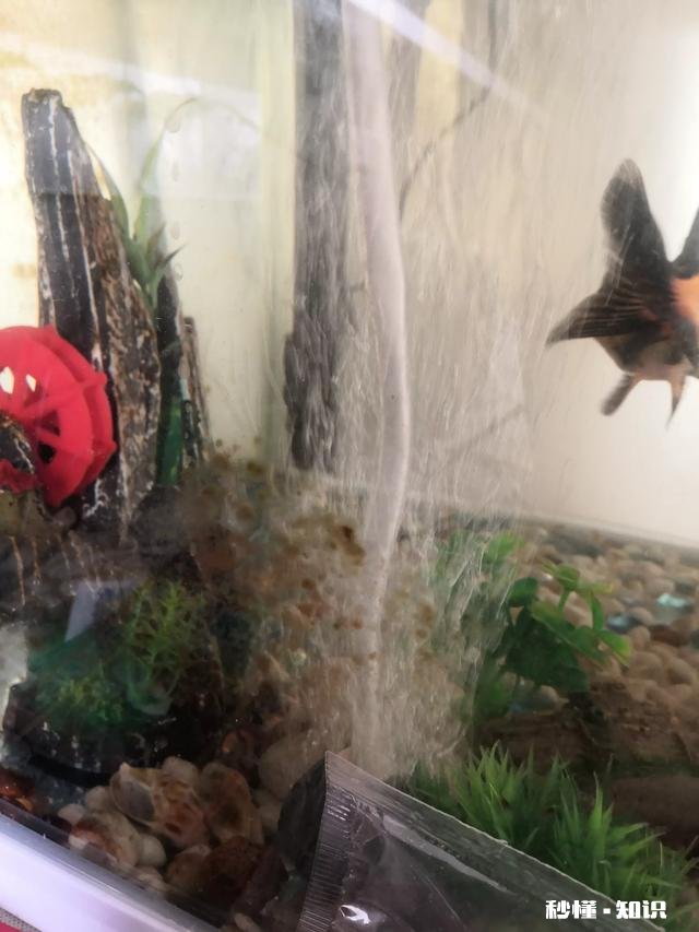 鱼缸有褐藻里面的鱼能做闯缸鱼吗