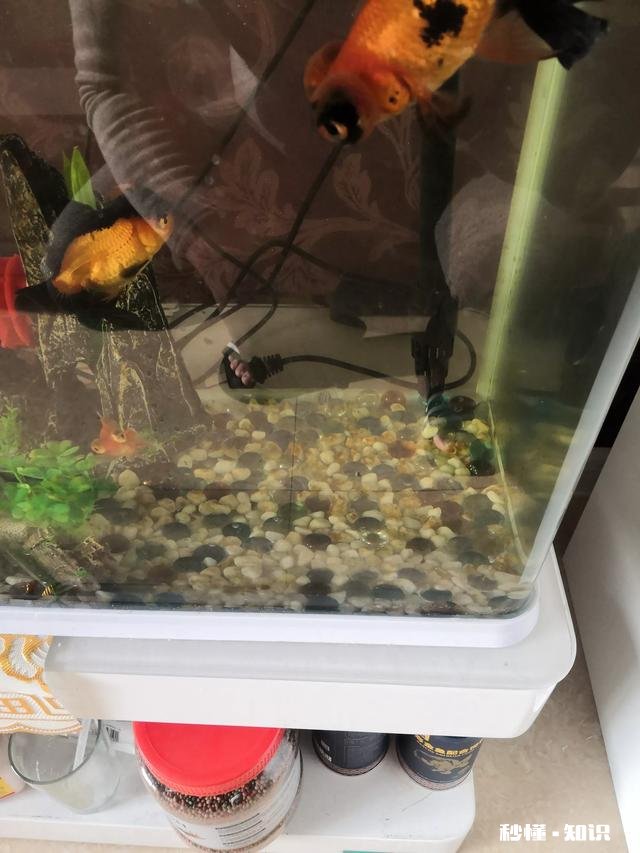 鱼缸有褐藻里面的鱼能做闯缸鱼吗