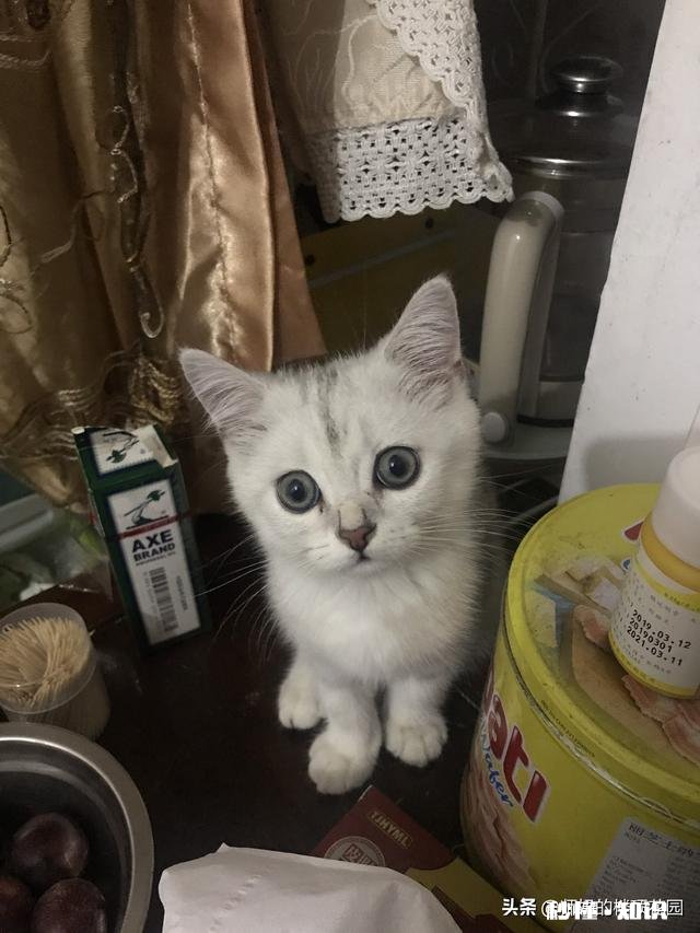 刚买的三个月的猫咪,一来我家就钻到床下不出来,三天了,怎么办