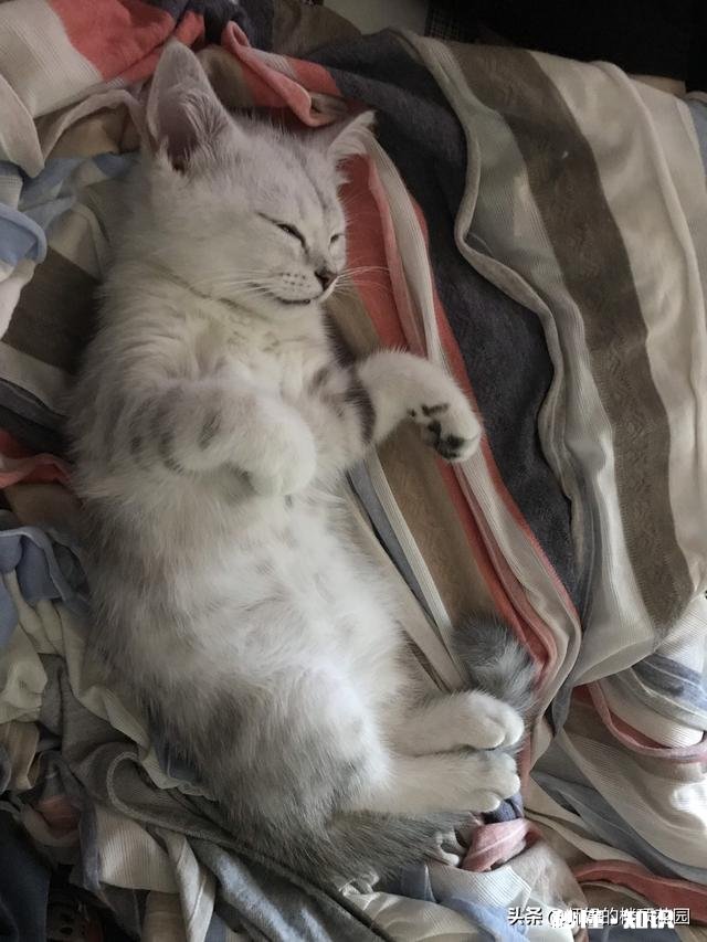 刚买的三个月的猫咪,一来我家就钻到床下不出来,三天了,怎么办