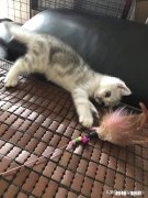 刚买的三个月的猫咪，一来我家就钻到床下不出来，三天了，怎么办