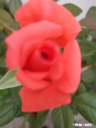 女朋友来大姨妈推迟了大概三四天，为什么全是黑色的血块