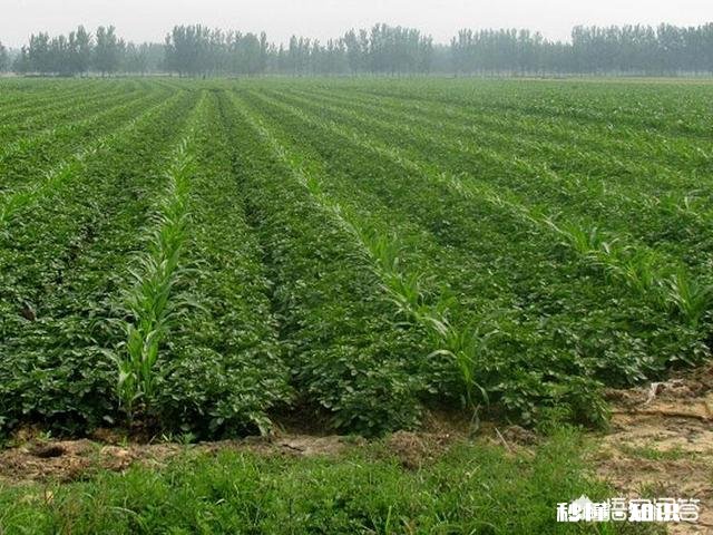 特别喜欢吃蔬菜，但是一些蔬菜农药太多，该怎么办呢