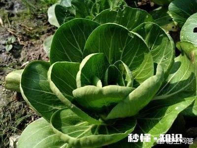 特别喜欢吃蔬菜，但是一些蔬菜农药太多，该怎么办呢
