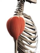 两边肩部的三角肌不一样大怎么办