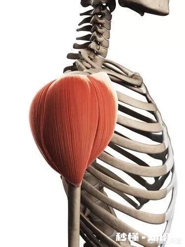 两边肩部的三角肌不一样大怎么办