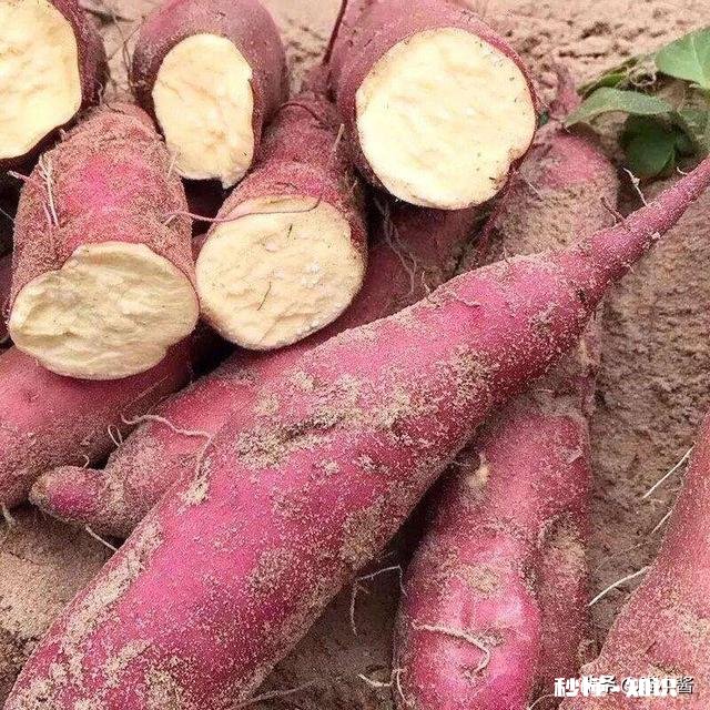 可以介绍下拔丝红薯的正宗做法吗