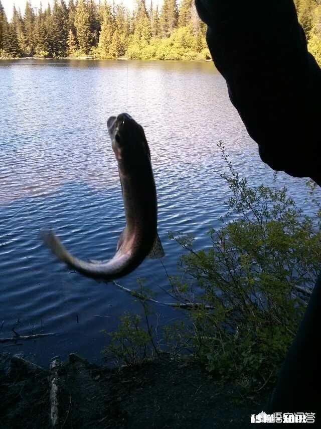 炎热天气如何高温钓鱼