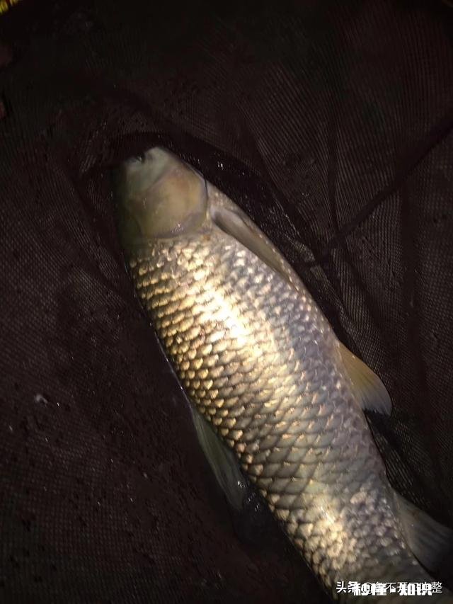 炎热天气如何高温钓鱼