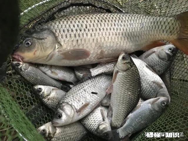 炎热天气如何高温钓鱼