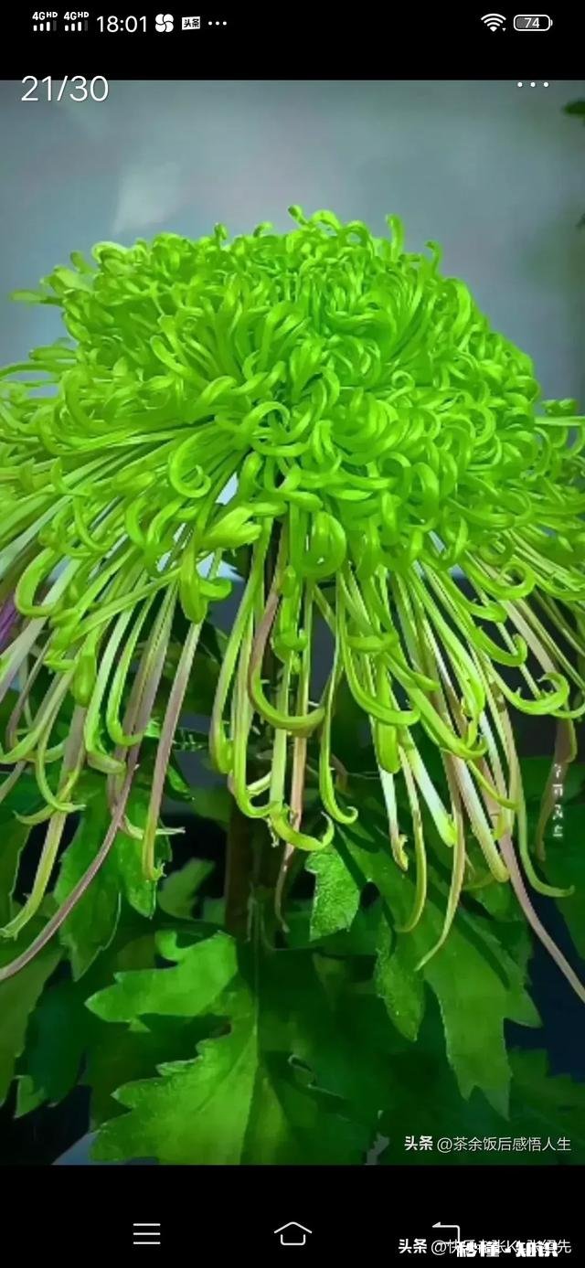 2023春节猪肉涨还是跌过年猪肉会到50元一斤吗