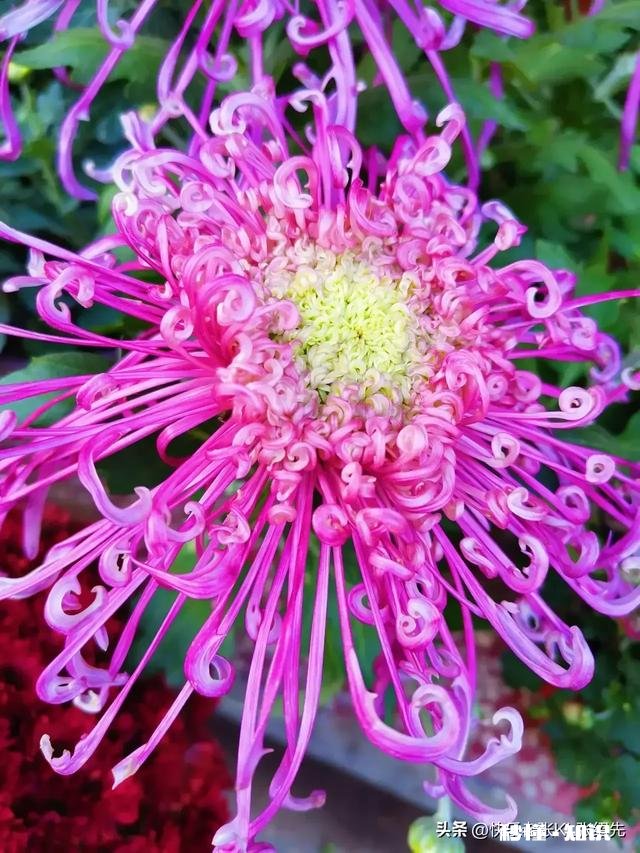 2023春节猪肉涨还是跌过年猪肉会到50元一斤吗