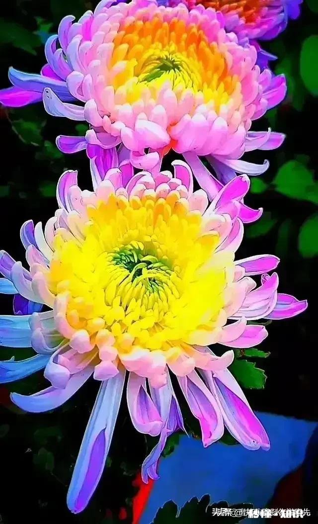 2023春节猪肉涨还是跌过年猪肉会到50元一斤吗