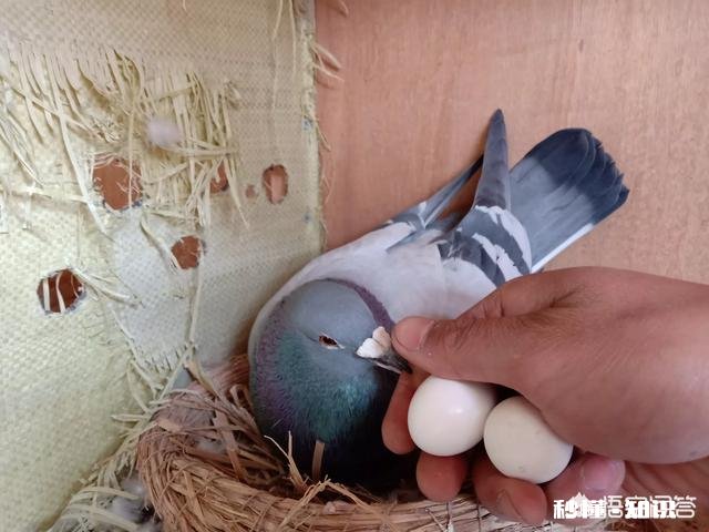 得了沙门氏的种鸽还可以做种吗