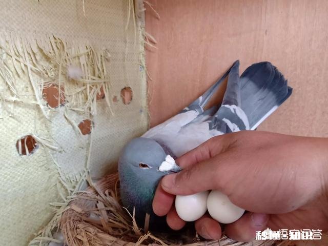 得了沙门氏的种鸽还可以做种吗