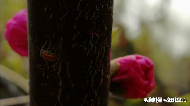 急性子会吃亏吗为什么