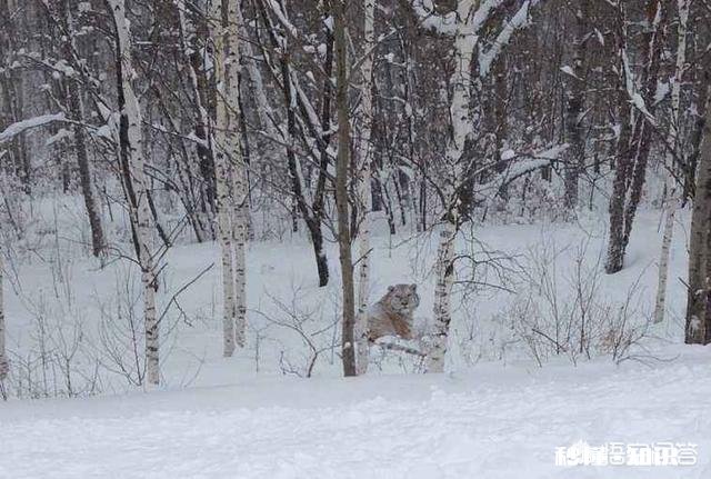 普京曾经放生三只老虎，两只跑到过东北，后来这些老虎如何了