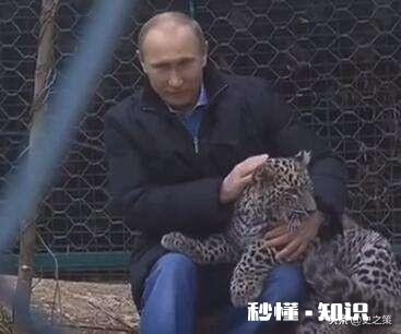 普京曾经放生三只老虎，两只跑到过东北，后来这些老虎如何了