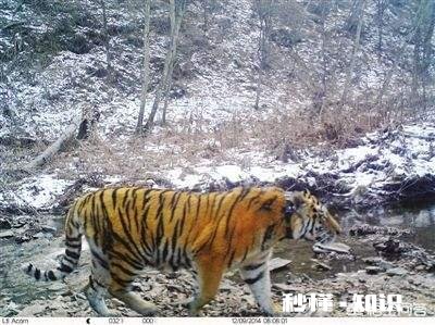 普京曾经放生三只老虎，两只跑到过东北，后来这些老虎如何了