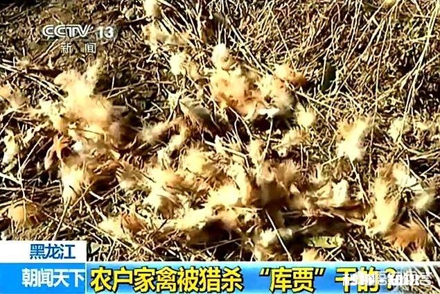 普京曾经放生三只老虎，两只跑到过东北，后来这些老虎如何了