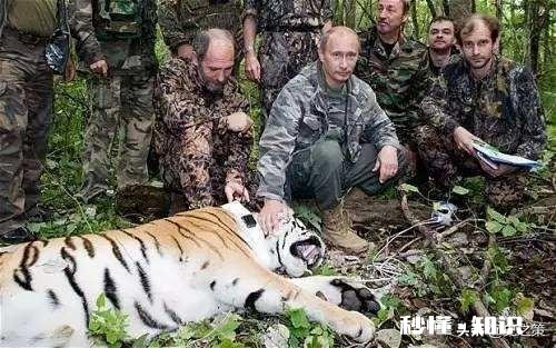 普京曾经放生三只老虎，两只跑到过东北，后来这些老虎如何了
