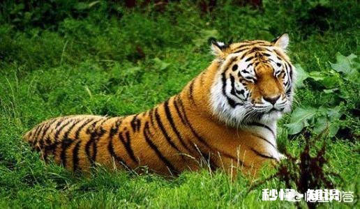 普京曾经放生三只老虎，两只跑到过东北，后来这些老虎如何了