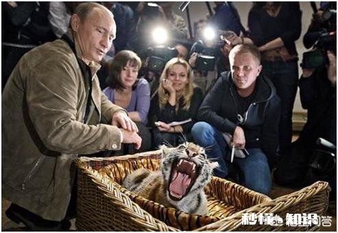 普京曾经放生三只老虎，两只跑到过东北，后来这些老虎如何了