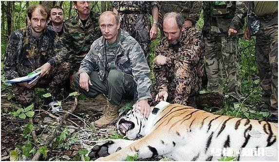 普京曾经放生三只老虎，两只跑到过东北，后来这些老虎如何了
