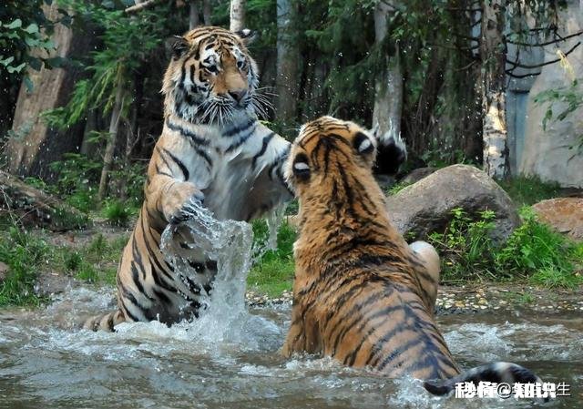 普京曾经放生三只老虎，两只跑到过东北，后来这些老虎如何了