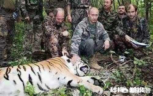 普京曾经放生三只老虎，两只跑到过东北，后来这些老虎如何了